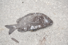 Archosargus probatocephalus