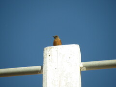 Hirundinea ferruginea