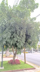 Ehretia tinifolia