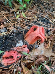 Clathrus columnatus