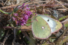 Colias poliographus