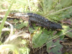 Triturus marmoratus