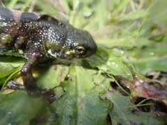 Triturus marmoratus