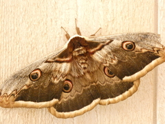 Saturnia pyri