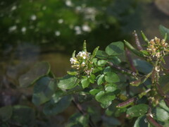Nasturtium officinale