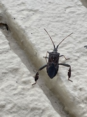 Leptoglossus corculus