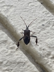 Leptoglossus corculus