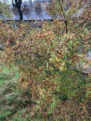 Quercus cerris