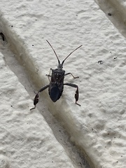 Leptoglossus corculus