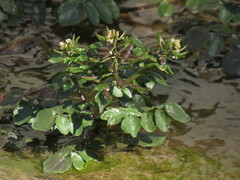 Nasturtium officinale