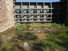 Nasturtium officinale