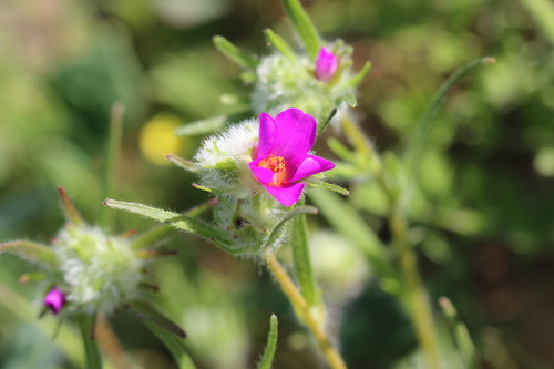 Montiopsis trifida (Montiopsis trifida)