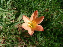 Zephyranthes tubispatha