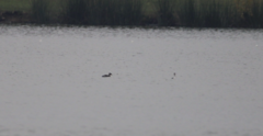 Podiceps auritus