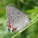 Acadian Hairstreak - Photo Tom Peterson, Fermilab, no known copyright restrictions (public domain)