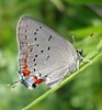 Acadian Hairstreak - Photo Tom Peterson, Fermilab, no known copyright restrictions (public domain)