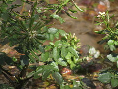 Nasturtium officinale