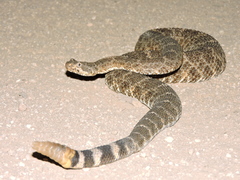 Crotalus mitchellii