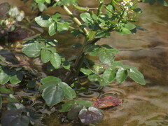 Nasturtium officinale