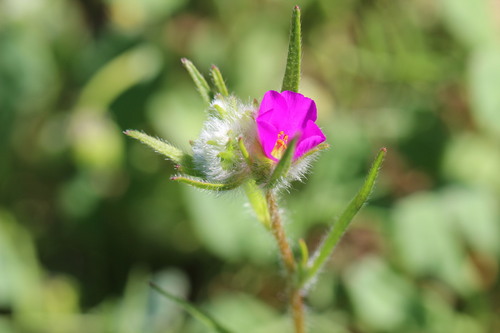 Montiopsis trifida (Montiopsis trifida)