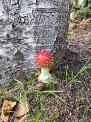 Amanita muscaria