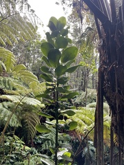 Ilex anomala