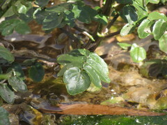 Nasturtium officinale
