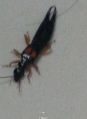 Carcinophora americana