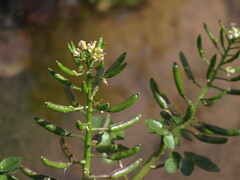 Nasturtium officinale