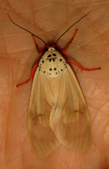 Amerila affinis