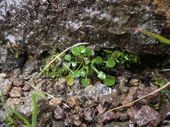 Cardamine bellidifolia