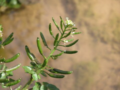 Nasturtium officinale
