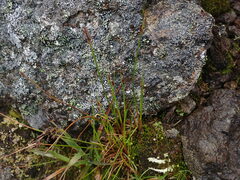 Juncus drummondii