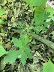 Geum laciniatum