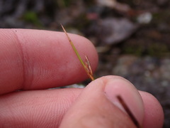 Juncus drummondii