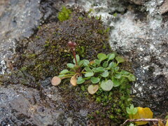 Cardamine bellidifolia