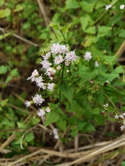 Fleischmannia incarnata