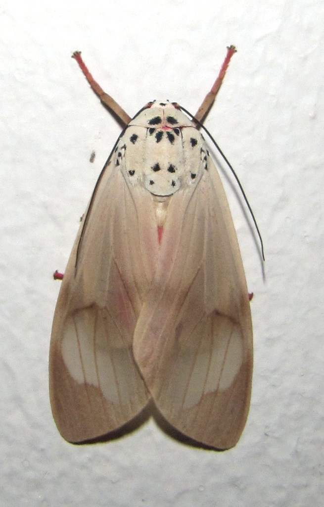 Amerila affinis
