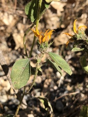Helianthus annuus