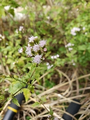 Fleischmannia incarnata