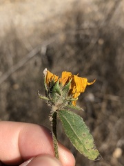Helianthus annuus