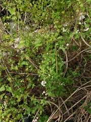 Fleischmannia incarnata