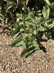Calystegia macrostegia