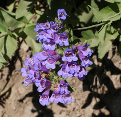 Penstemon serrulatus