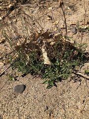 Calystegia macrostegia