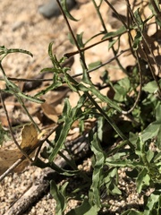 Calystegia macrostegia