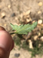 Calystegia macrostegia