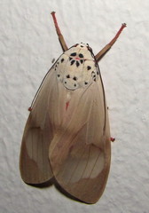 Amerila affinis