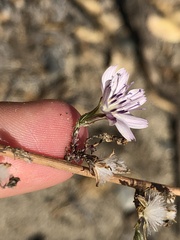 Stephanomeria diegensis