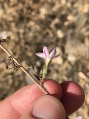 Stephanomeria diegensis